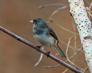 Fototapeta premium Junco Dark-eyed Photo and Image. State Coloured Junco perched on a tree branch with a soft brown background in its environment and habitat surrounding and displaying multi coloured wings