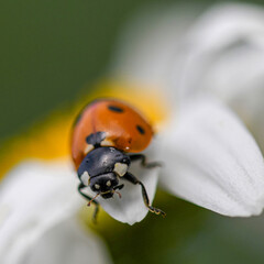 una coccinella in giardino