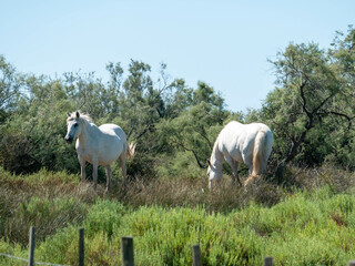 Fototapeta na wymiar Dos caballos blancos en la naturaleza