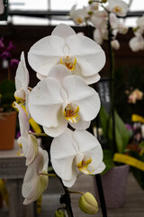 Pure White Phalaenopsis Orchid