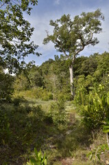 trees in the mountains