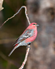 Pine Grosbeak Photo and Image.  Male perched on a branch with blur forest background in its environment and habitat surrounding and displaying red colour feather plumage.