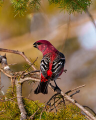 Pine Grosbeak Photo and Image. Male rear view perched on a tree branch displaying red plumage feather in its environment and habitat surrounding with a blur background.