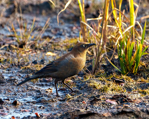 Rusty Blackbird Photo and Image. Foraging on aquatic vegetation in a marsh in its environment and habitat surrounding in North Ontario Canada. Grackle Family Species.