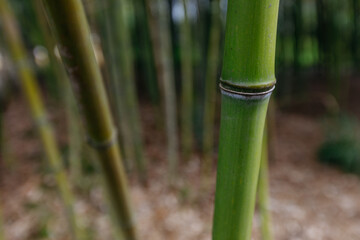Fototapeta premium Bamboo forest in the morning, close up of bamboo trees. 