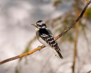 Woodpecker Photo and Image.