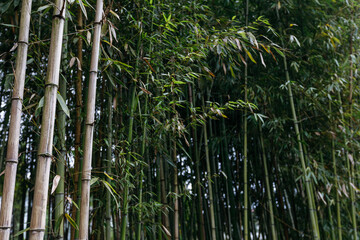 Bamboo forest in the morning light, Bamboo forest background.