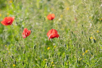 red poppy in a natural wild field with grass