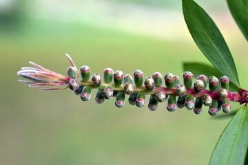 Knospen eines Karminroten Zylinderputzers