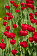 Obraz na płótnie Canvas Red tulips in the city of Dnipro in Ukraine in the spring in the sun