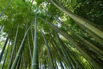 Bamboo