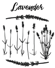 Hand drawn sketch illustration of herbal organic lavender plant. Sprig of lavender from herb garden for hand painted farm sign, food label, menu, essential oils, cocktails and elixirs.