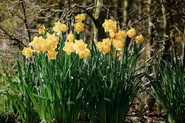 Obraz premium beautiful yellow dafodills in the garden