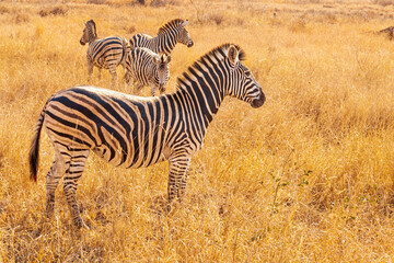 Fototapeta na wymiar Plains Zebra, equus quagga, equus burchellii, common zebra, Kruger national park