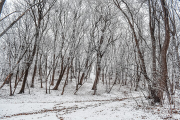 The park is covered with a thin layer of snow in winter. The park with tall trees and paths is covered with snow.