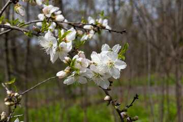 A branch of a blossoming apple tree.