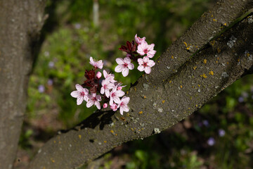 Pink flowering branch on a tree trunk. - Powered by Adobe