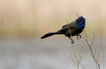 Common Grackle During Spring