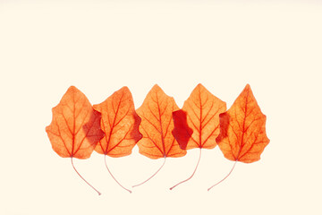 Autumn poplar leaves on beige background. Natural fallen autumn leaves as minimal card or poster, orange yellow colored foliage, autumnal still life flat lay. Layout of seasonal fall leaf