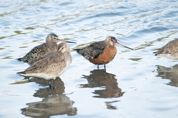 Bar-tailed godwits in Mar Chiquita lagoon , Buenos Aires , Argentina