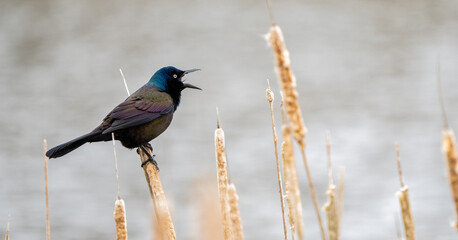 Common Grackle During Spring