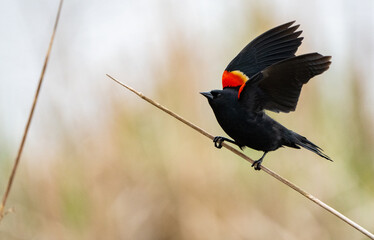 Red Wing Black Bird in Swamp During Spring