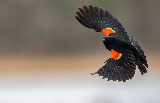 Red Wing Black Bird in Swamp During Spring