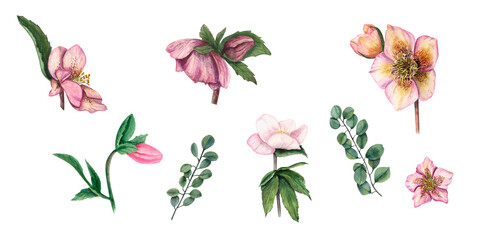 Set of watercolor hellebores isolated on white background. Illustration for Valentine's day, wedding invitation, birthday and mother's day cards, prints and different decorations.