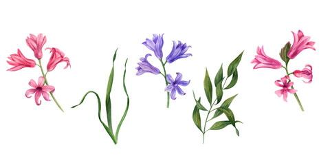 Set of watercolor hyacinths isolated on white background. Illustration for Valentine's day, wedding invitation, birthday and mother’s day cards, prints and different decorations.