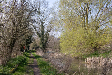 Spring trees along The New Reach, Halesworth Millennium Green, Suffolk, England
