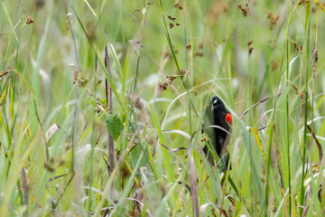 Territorial Red-winged Blackbird