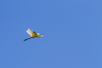 A Great Egret Flies