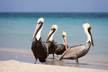 Four pelicans resting on the sand of the Atlantic ocean beach. Wild birds on blue waves background
