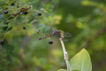 dragonfly on a branch