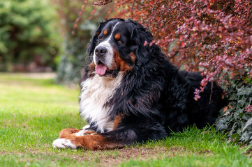 A large Bernese mountain dog lies in the garden under a bush and looks.