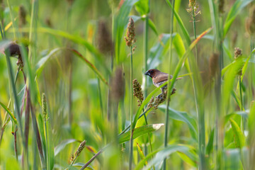bird in the grass