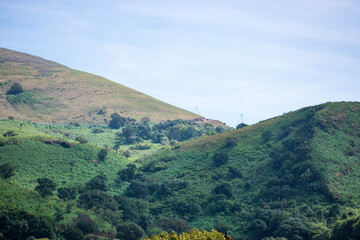 landscape with trees