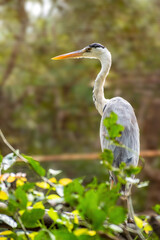 great blue heron