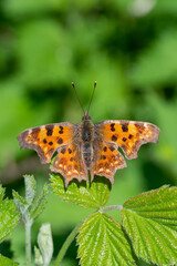 Nymphalidae / Yırtık Pırtık / Comma Butterfly / Polygonia c-album