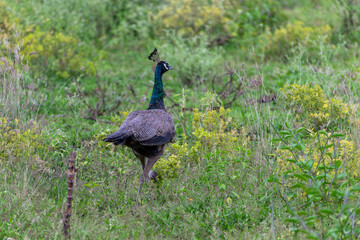 peacock in the grass