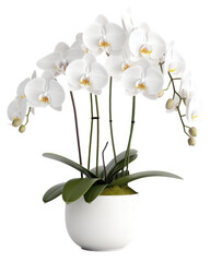 Orchid, white Phalenopsis, isolated generative ai