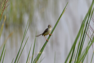 dragonfly on a grass