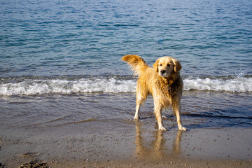 dog playing on the beach by the sea.