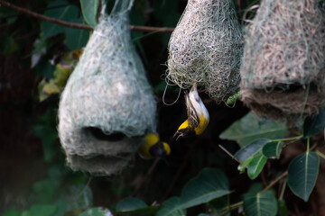 bird nest in the tree