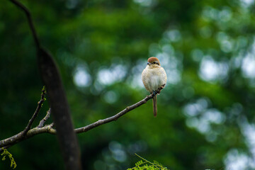Obraz premium red backed shrike