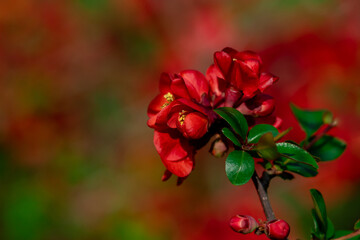 Red flowers on branches of chaenomeles on blurred background.