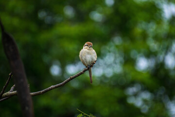 robin on a branch