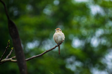 red backed shrike