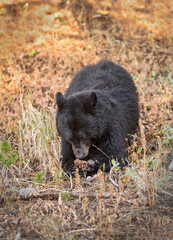 Black Bear with Pine Cone