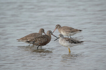 Bar-tailed godwits in Mar Chiquita lagoon , Buenos Aires , Argentina